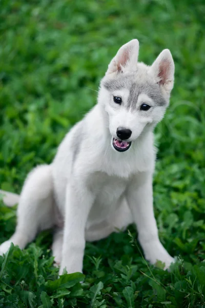 Cachorro de husky siberiano —  Fotos de Stock