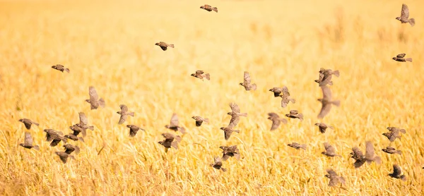 Flock a verebek mező fölött — Stock Fotó