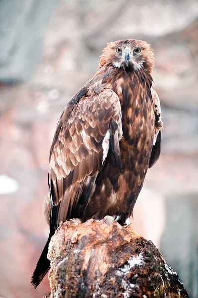 Aquila reale selvatica — Foto Stock