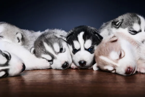 Filhotes de husky siberiano — Fotografia de Stock