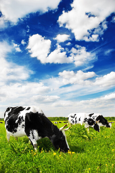 Herd of cows grazing in meadow