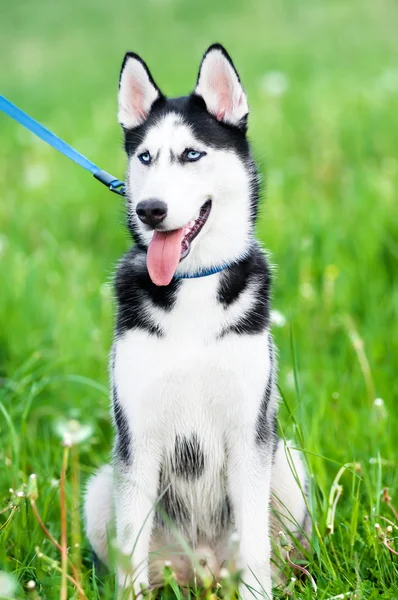 Adorable husky dog — Stock Photo, Image