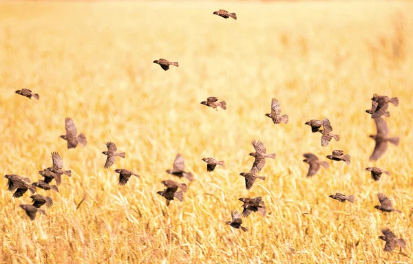 Flock a verebek mező fölött — Stock Fotó