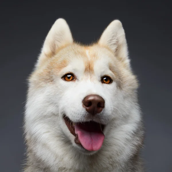 Mooie Siberische husky — Stockfoto