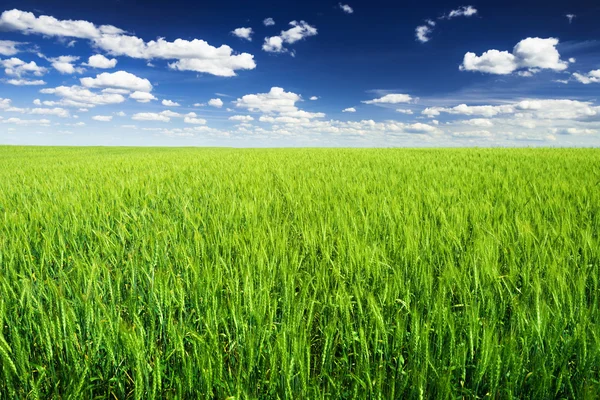 Ladang gandum melawan langit biru — Stok Foto