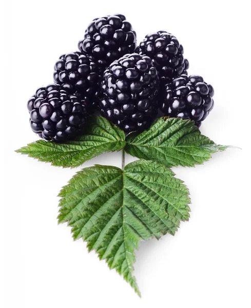 新鲜的成熟黑莓 — 图库照片