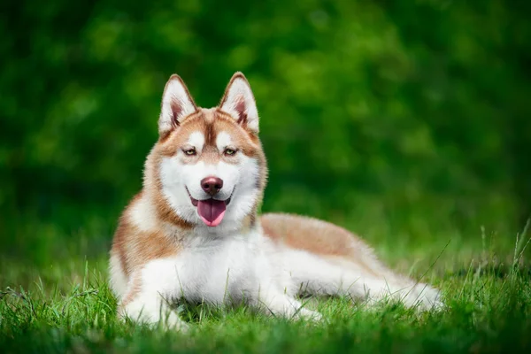 Vackra siberian husky — Stockfoto