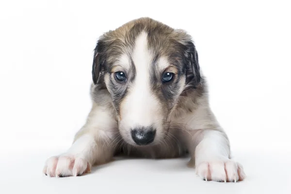 Carino russo borzoi cucciolo — Foto Stock