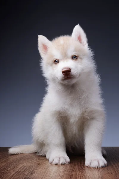 Cachorro de husky siberiano —  Fotos de Stock