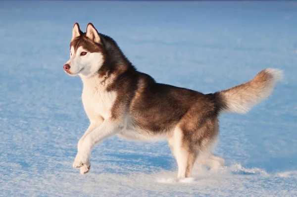 Siberian husky on snow — Stock Photo, Image