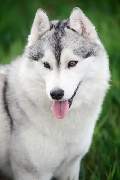 Vackra siberian husky — Stockfoto