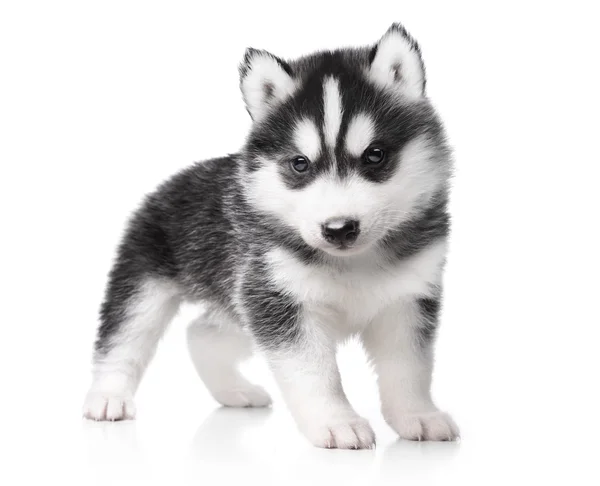 น่ารักน้อย husky ลูกสุนัข — ภาพถ่ายสต็อก