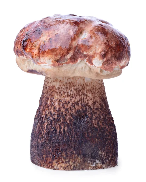 原始的牛肝菌蓝靛果蘑菇 — 图库照片