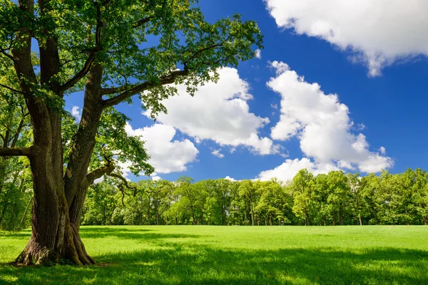 Grön stadspark — Stockfoto