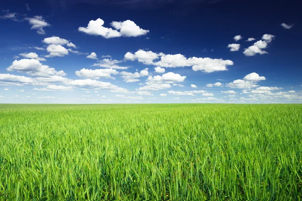 Χωράφι με σιτάρι ενάντια στον γαλάζιο ουρανό — Φωτογραφία Αρχείου