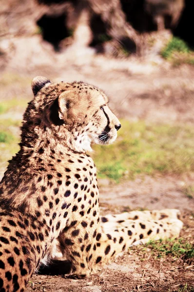 Gepard odpočívající na trávě — Stock fotografie