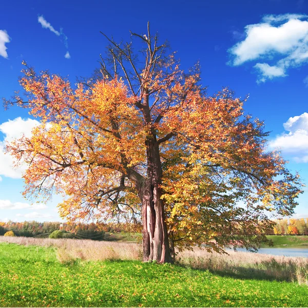 Jesień krajobraz w parku — Zdjęcie stockowe