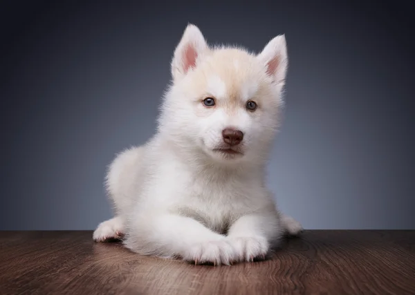 Valp av sibirisk husky — Stockfoto