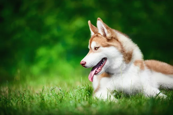 Vackra siberian husky — Stockfoto