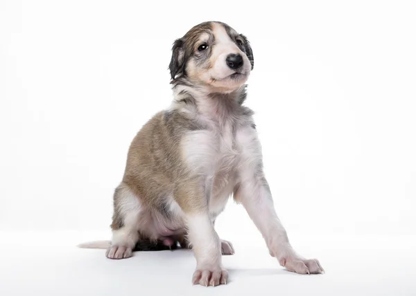 Söta ryska borzoi valp — Stockfoto