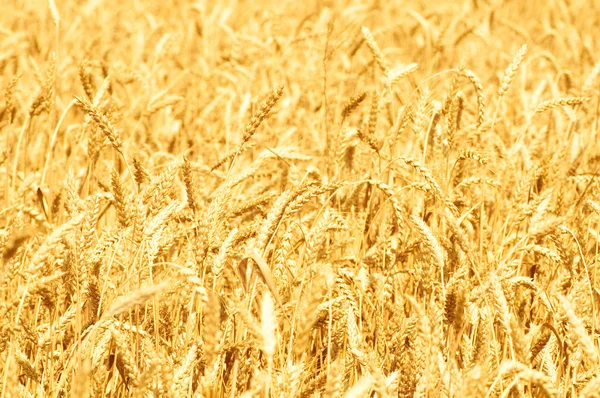 Ripe ears of wheat — Stock Photo, Image