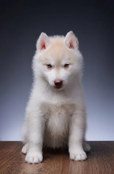 Puppy van Siberische husky — Stockfoto