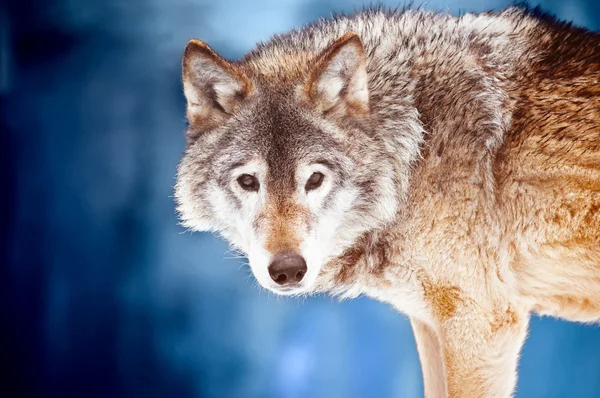 Retrato de lobo salvaje — Foto de Stock