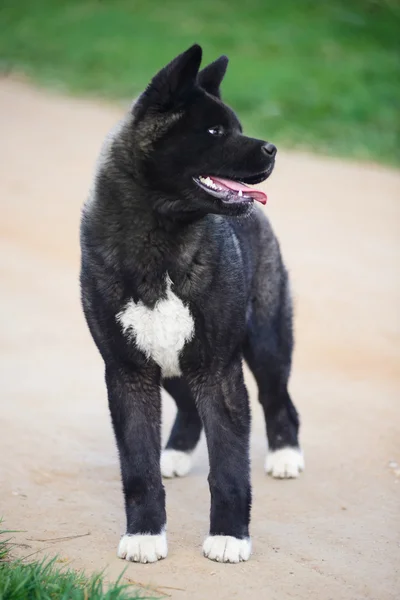 Amerikanische Akita auf Gras — Stockfoto