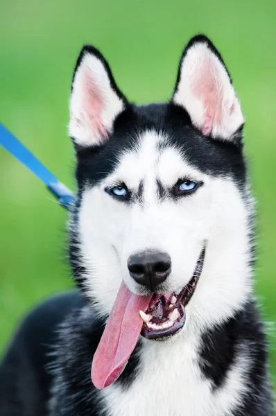 Adorable husky dog — Stock Photo, Image
