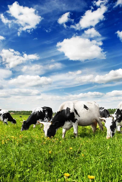 Manada de vacas pastando no prado — Fotografia de Stock