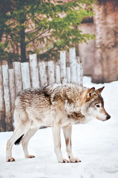 歩く野生のオオカミ — ストック写真