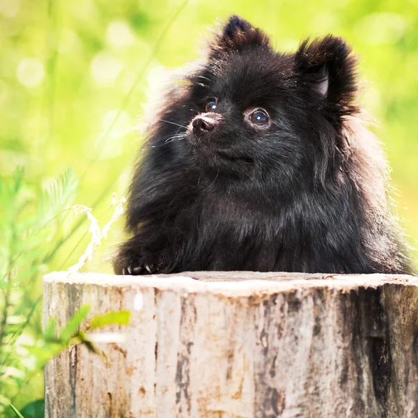 Shpitz preto no parque — Fotografia de Stock