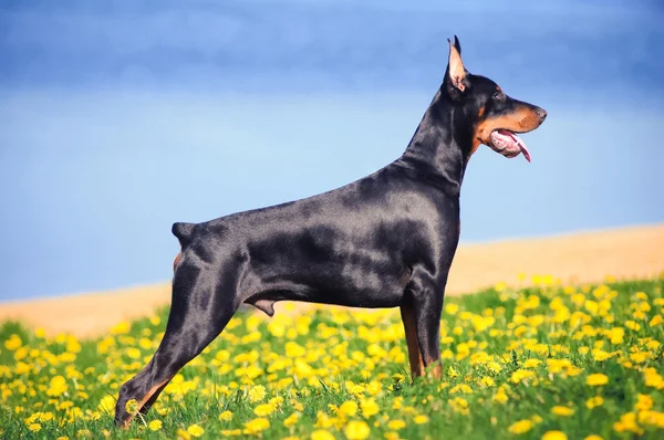 Preto doberman pinscher — Fotografia de Stock