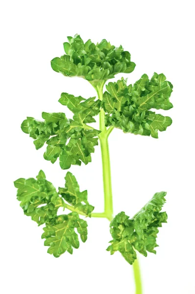 Fresh green parsley — Stock Photo, Image