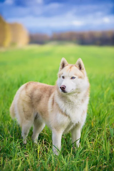 西伯利亚雪橇犬在绿色的田野 — 图库照片