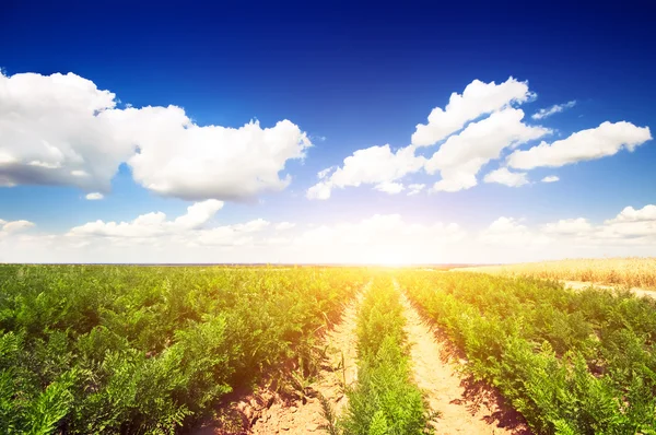 Campo de zanahoria con cosecha —  Fotos de Stock