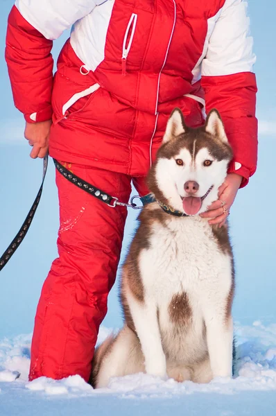 Husky siberiano con propietario —  Fotos de Stock