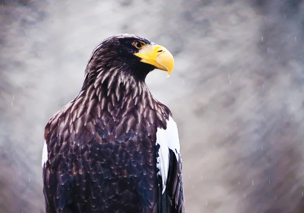 American eagle θάλασσα — Φωτογραφία Αρχείου