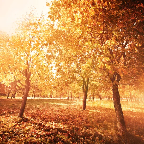 Herfst landschap in park — Stockfoto