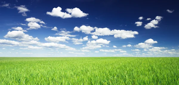 Weizenfeld gegen blauen Himmel — Stockfoto