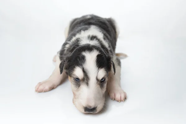 Söta ryska borzoi valp — Stockfoto