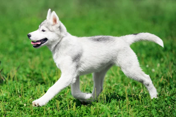 Valp av sibirisk husky — Stockfoto