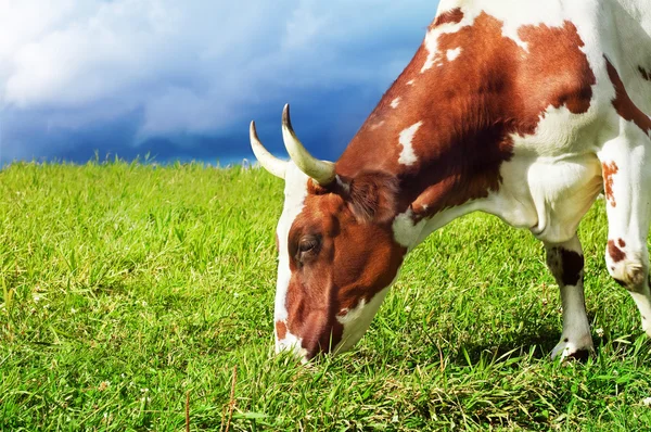 Vaca manchada pastando — Foto de Stock