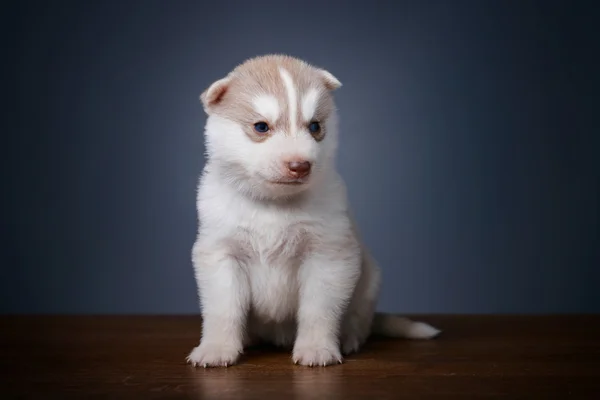 Valp av sibirisk husky — Stockfoto