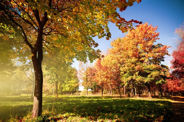 Herfst landschap in park — Stockfoto