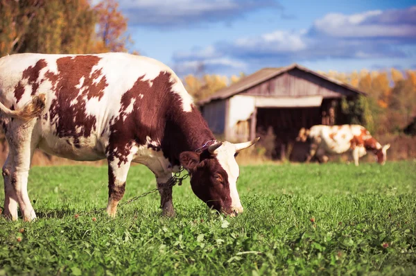 Пятнистые коровы на зеленом лугу — стоковое фото