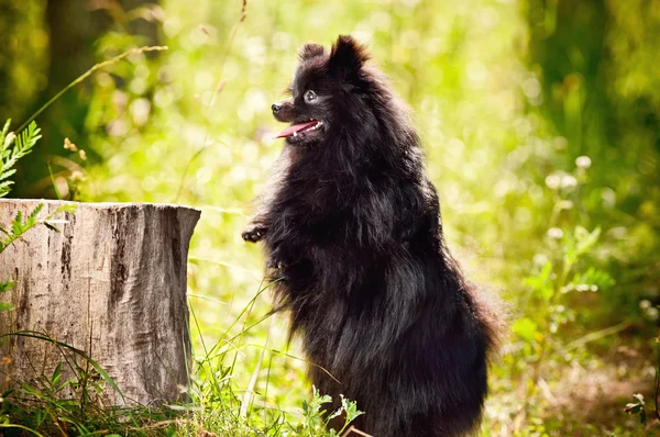 Shpitz nero nel parco — Foto Stock