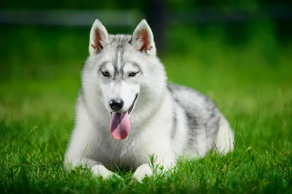 Piękne siberian husky — Zdjęcie stockowe