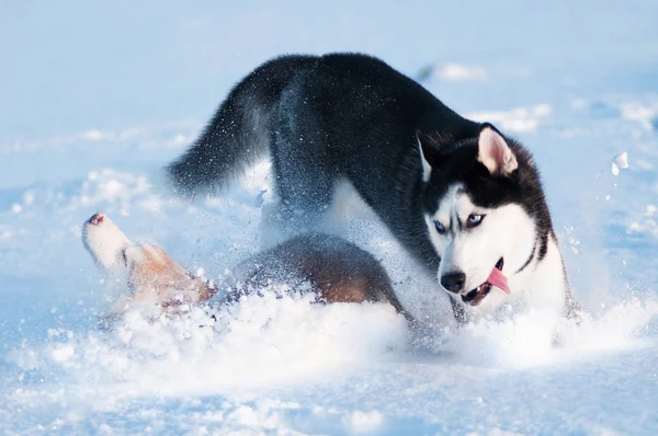 Perros husky jugando —  Fotos de Stock