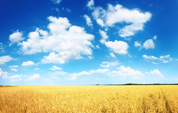 Champ de blé et ciel bleu — Photo